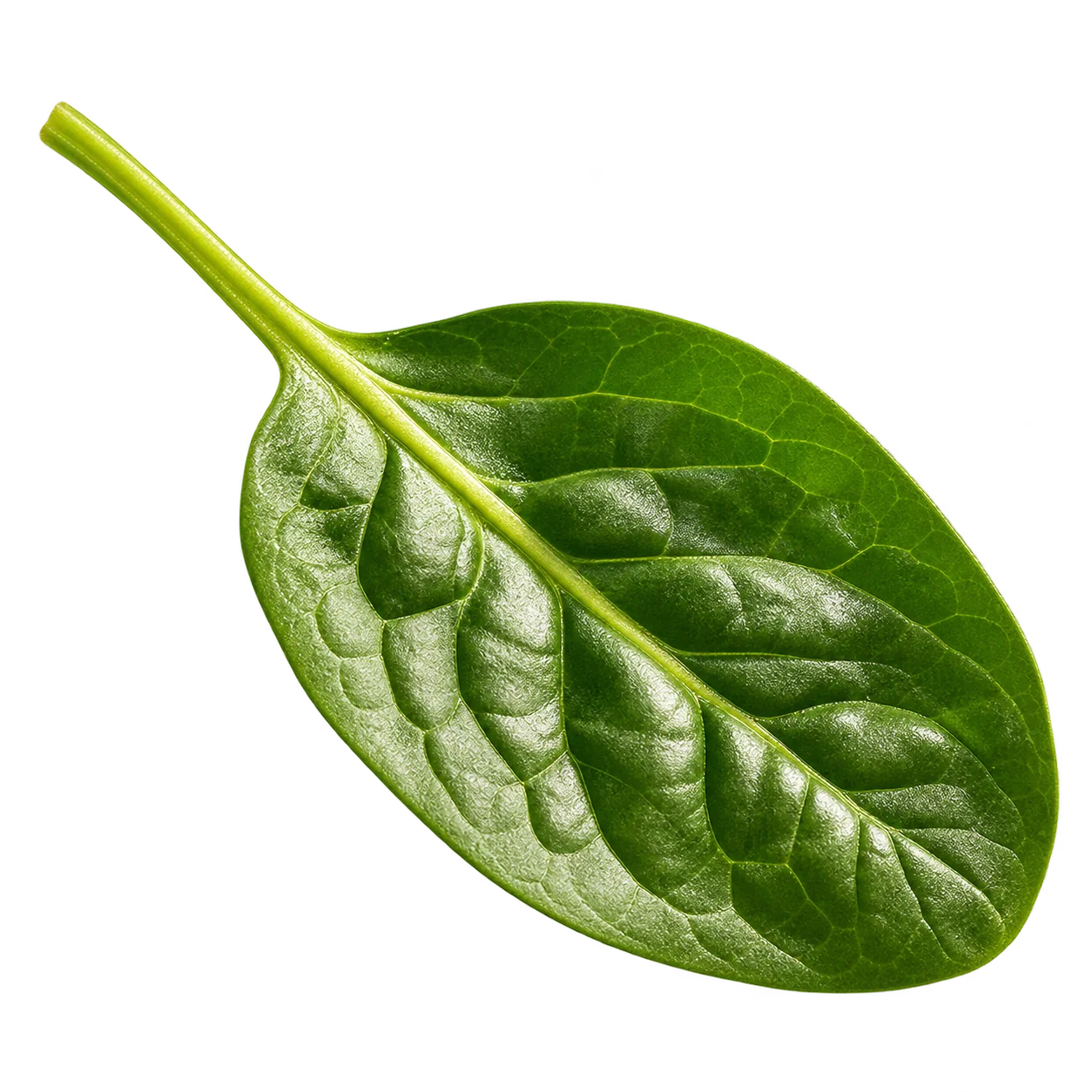 Espinacas